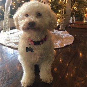 Meet your Posher, Elsa